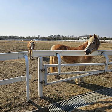 20260324_pt_horse_2